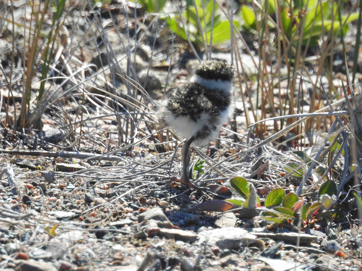 Baird's Sandpiper - ML620896571