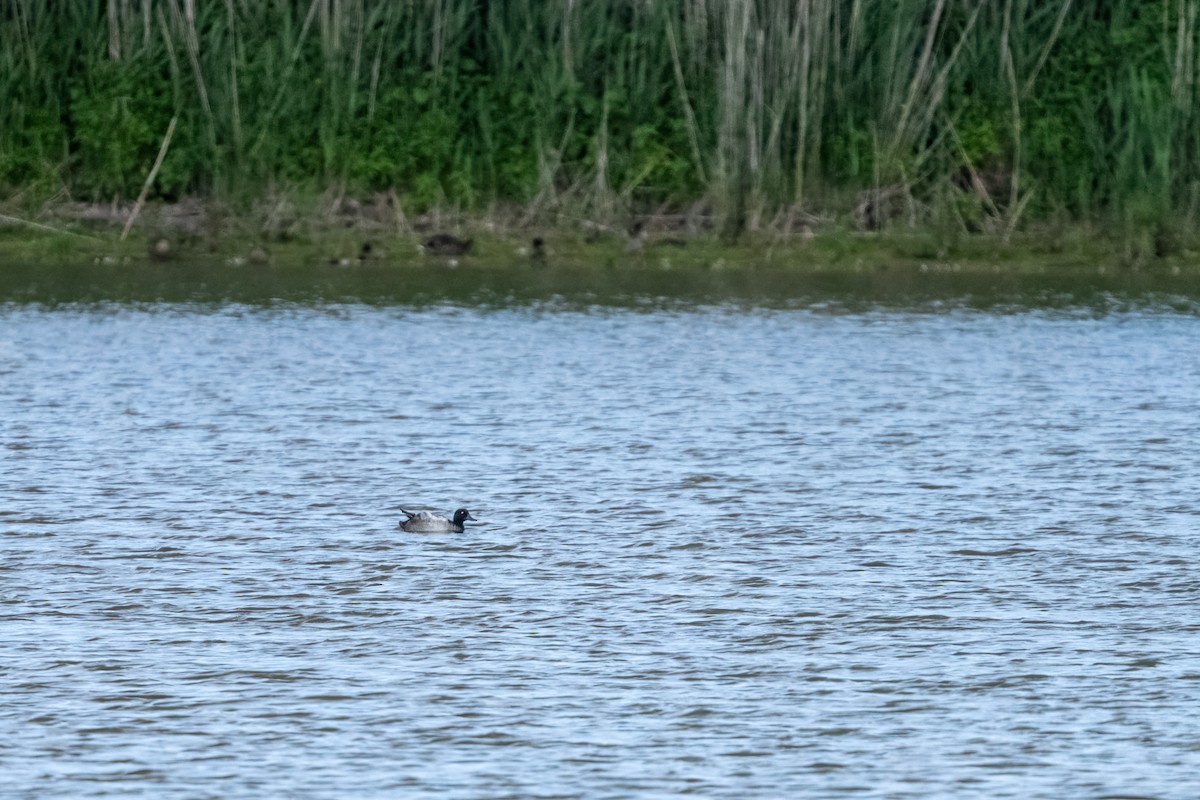 Greater Scaup - ML620896577