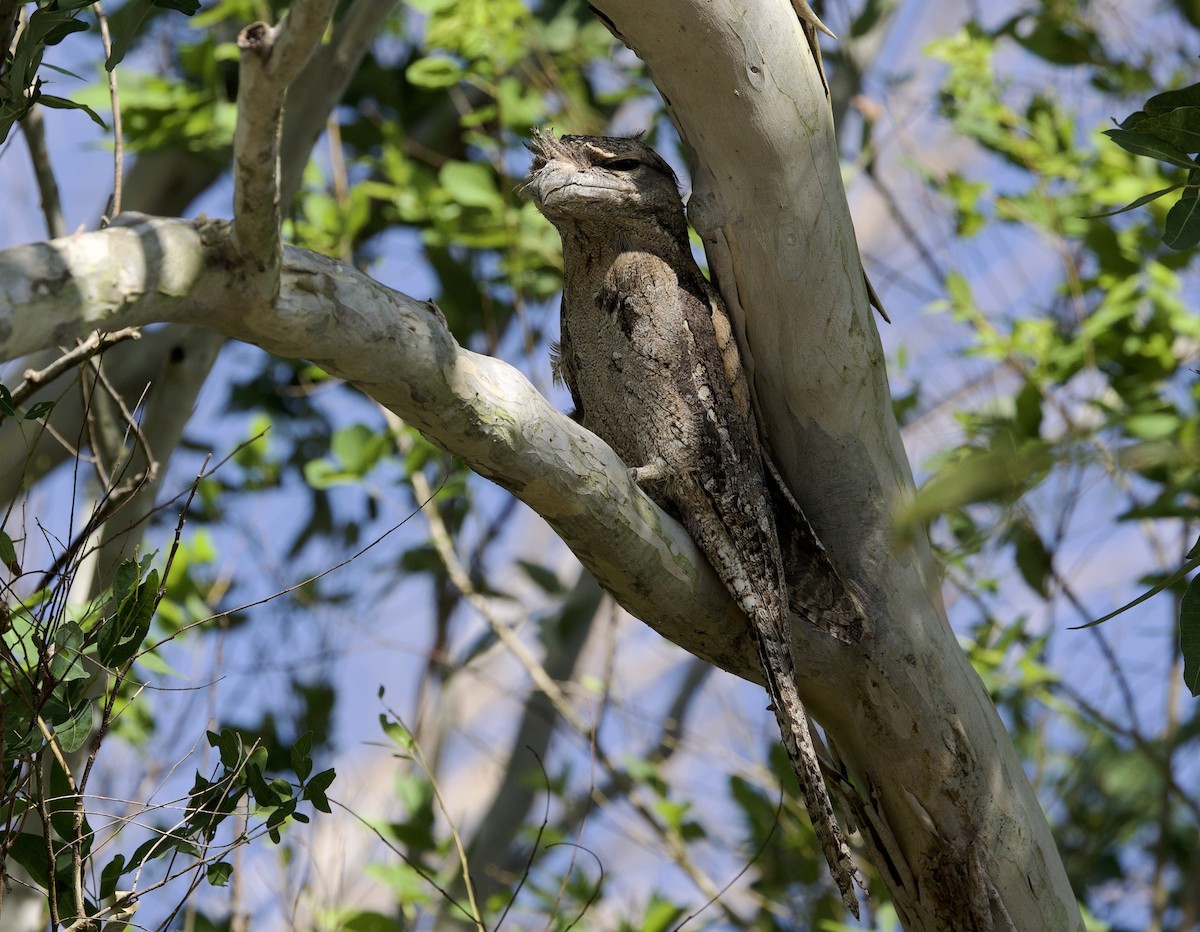 Papuan Frogmouth - ML620896578