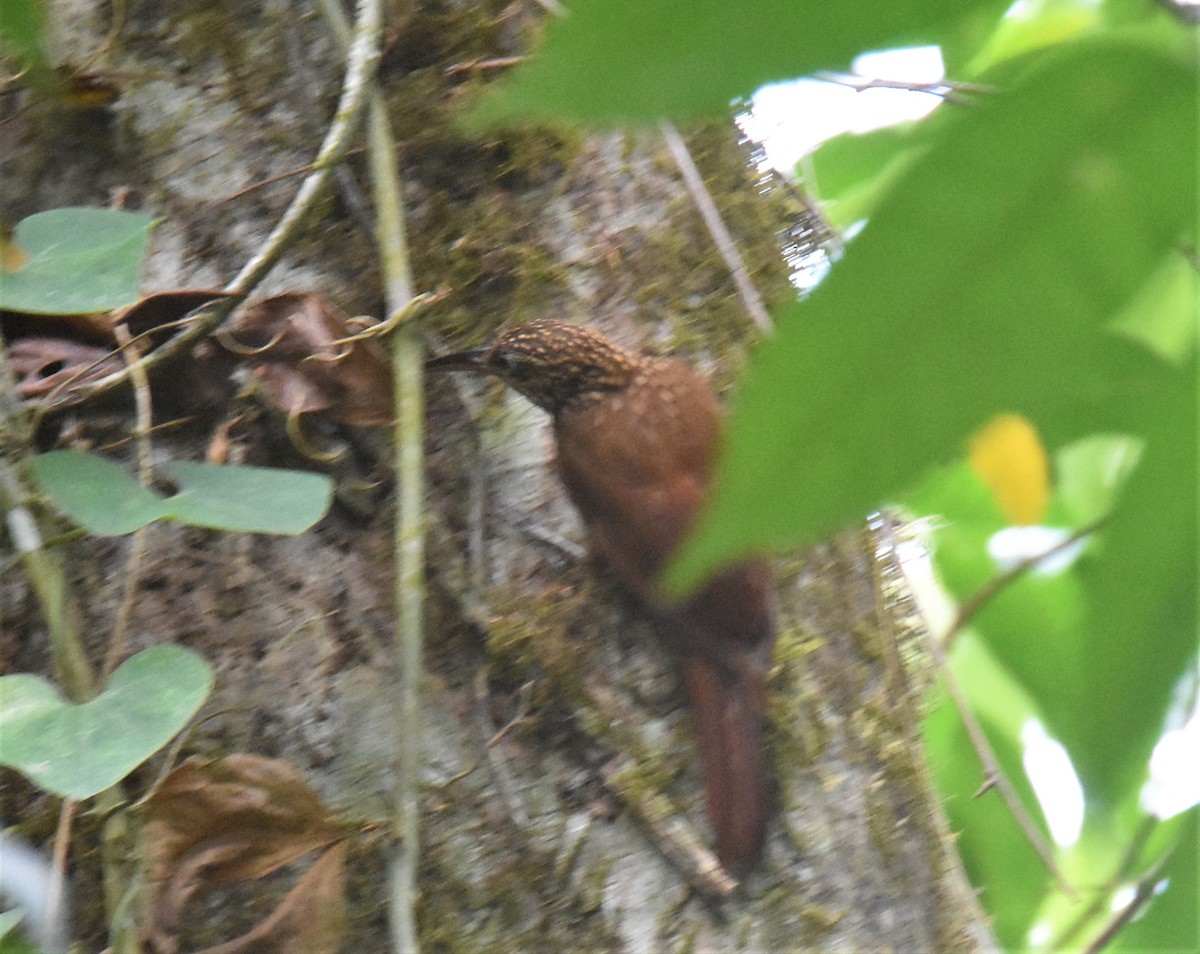 Spotted Woodcreeper - ML620896579