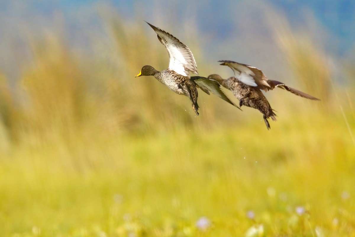 Yellow-billed Duck - ML620896580