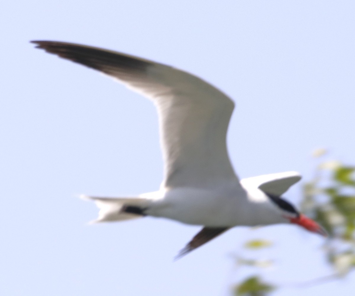 Caspian Tern - ML620896587