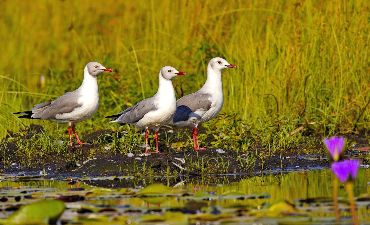 Mouette à tête grise - ML620896591