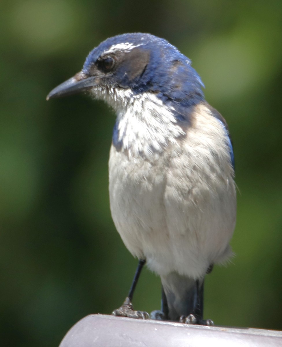 California Scrub-Jay - ML620896605