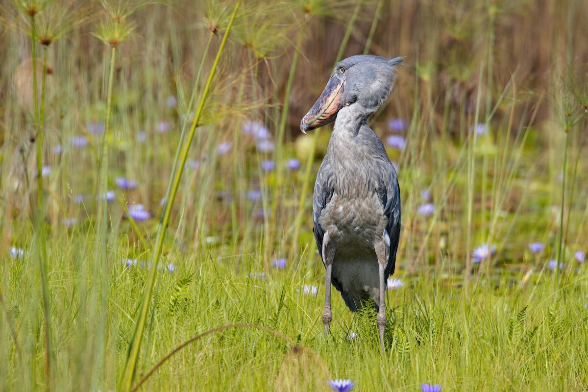 Shoebill - ML620896606