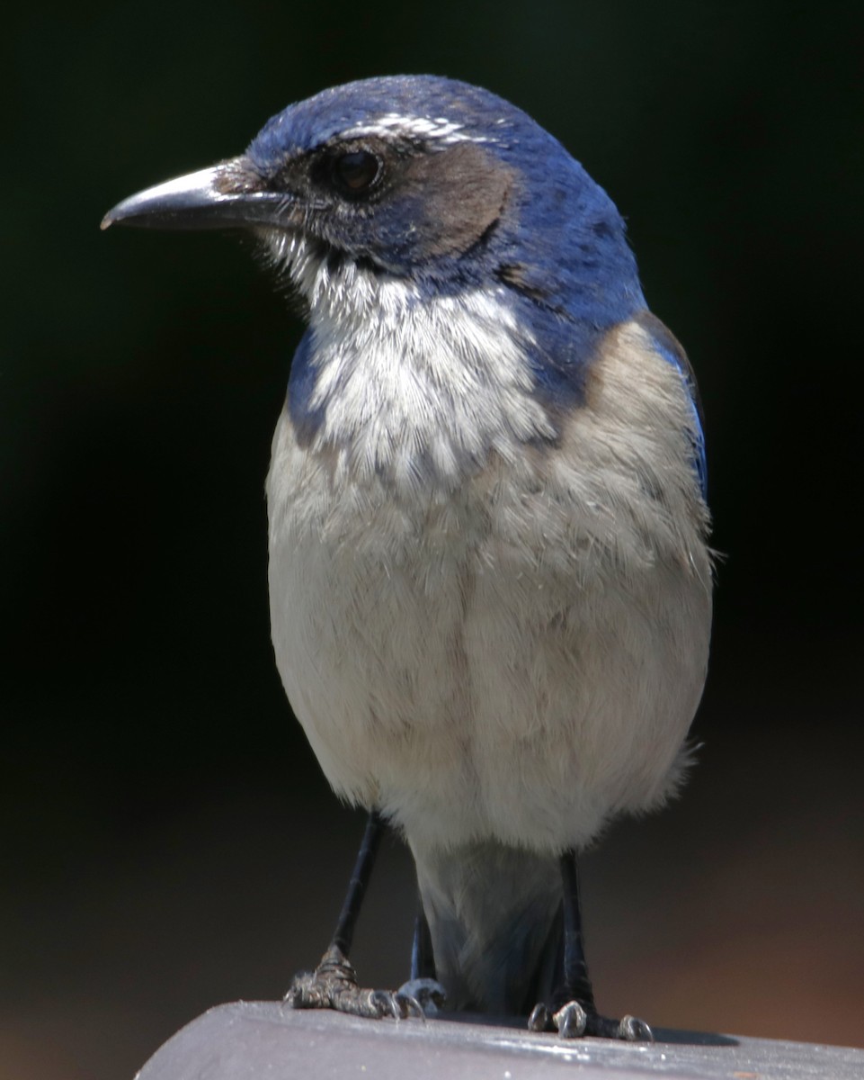 California Scrub-Jay - Barry Spolter