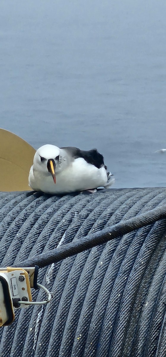 Atlantic Yellow-nosed Albatross - ML620896633