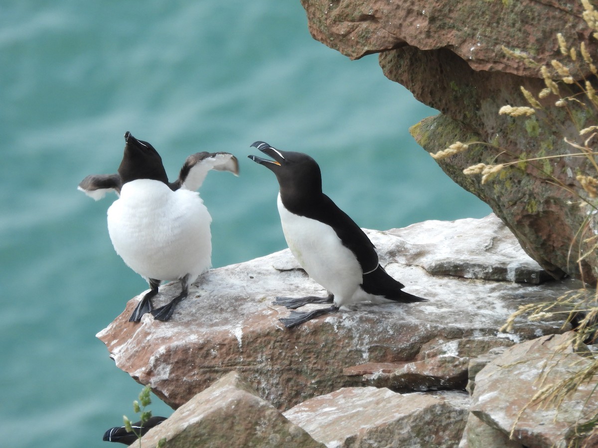 Razorbill - ML620896644