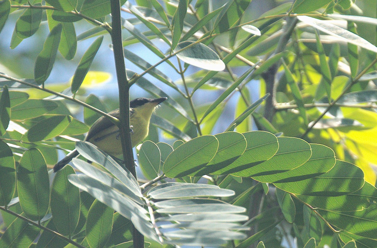 Common Tody-Flycatcher - ML620896646