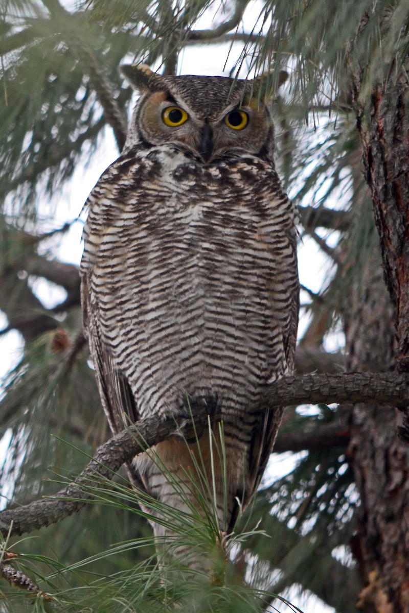 Great Horned Owl - ML620896650