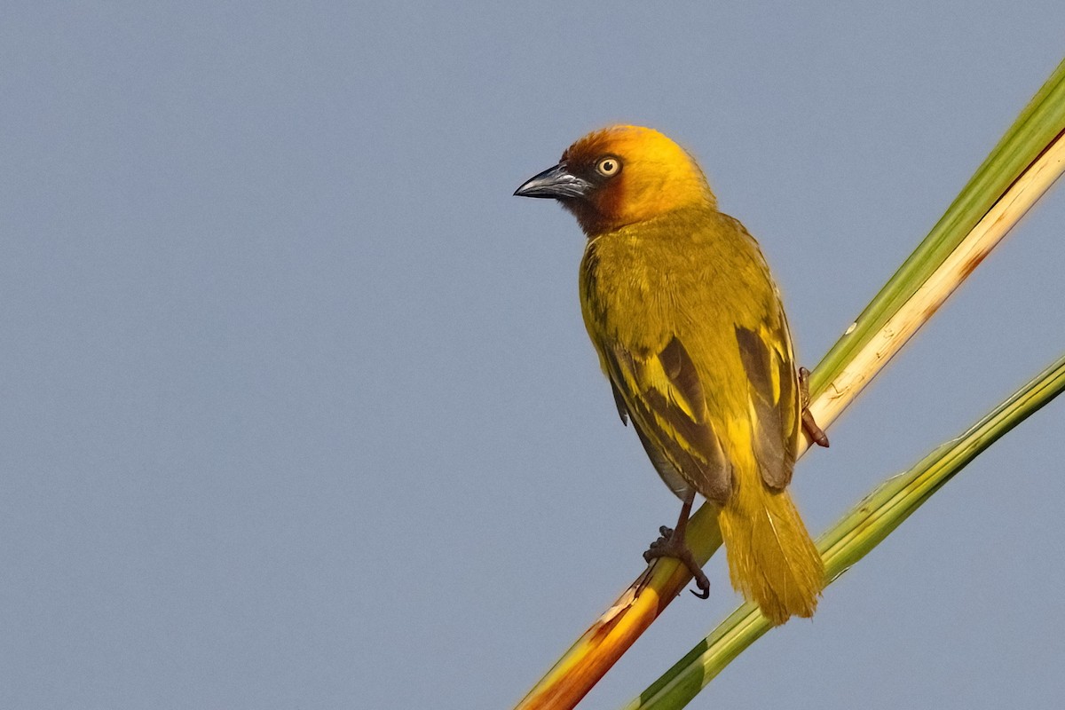 Lesser Masked-Weaver - ML620896651