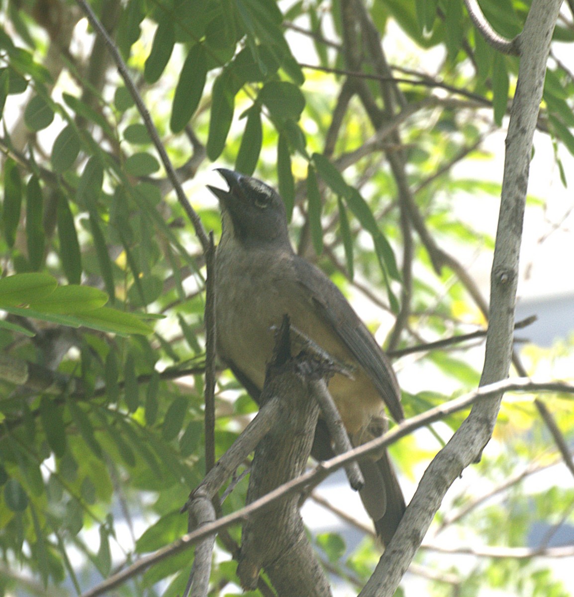 Olive-gray Saltator - ML620896655