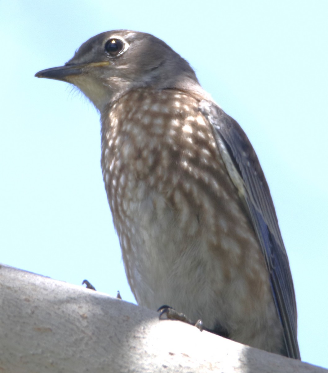 Western Bluebird - ML620896658