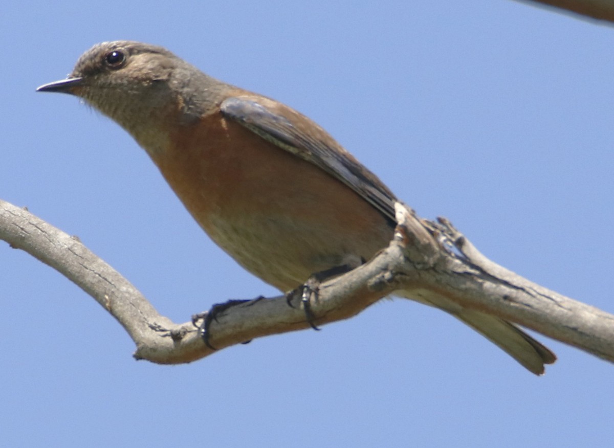 Western Bluebird - ML620896660