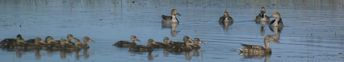 Northern Shoveler - ML620896667