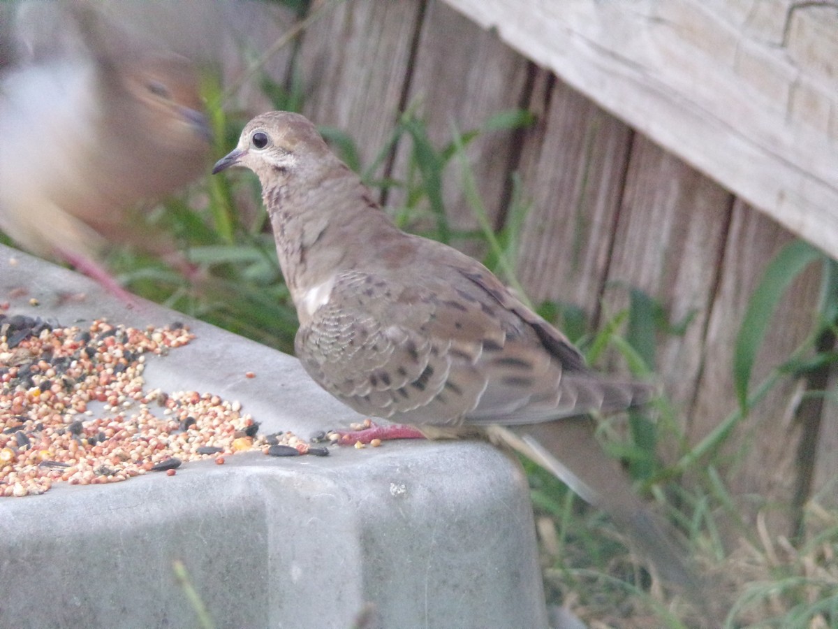 Mourning Dove - ML620896677