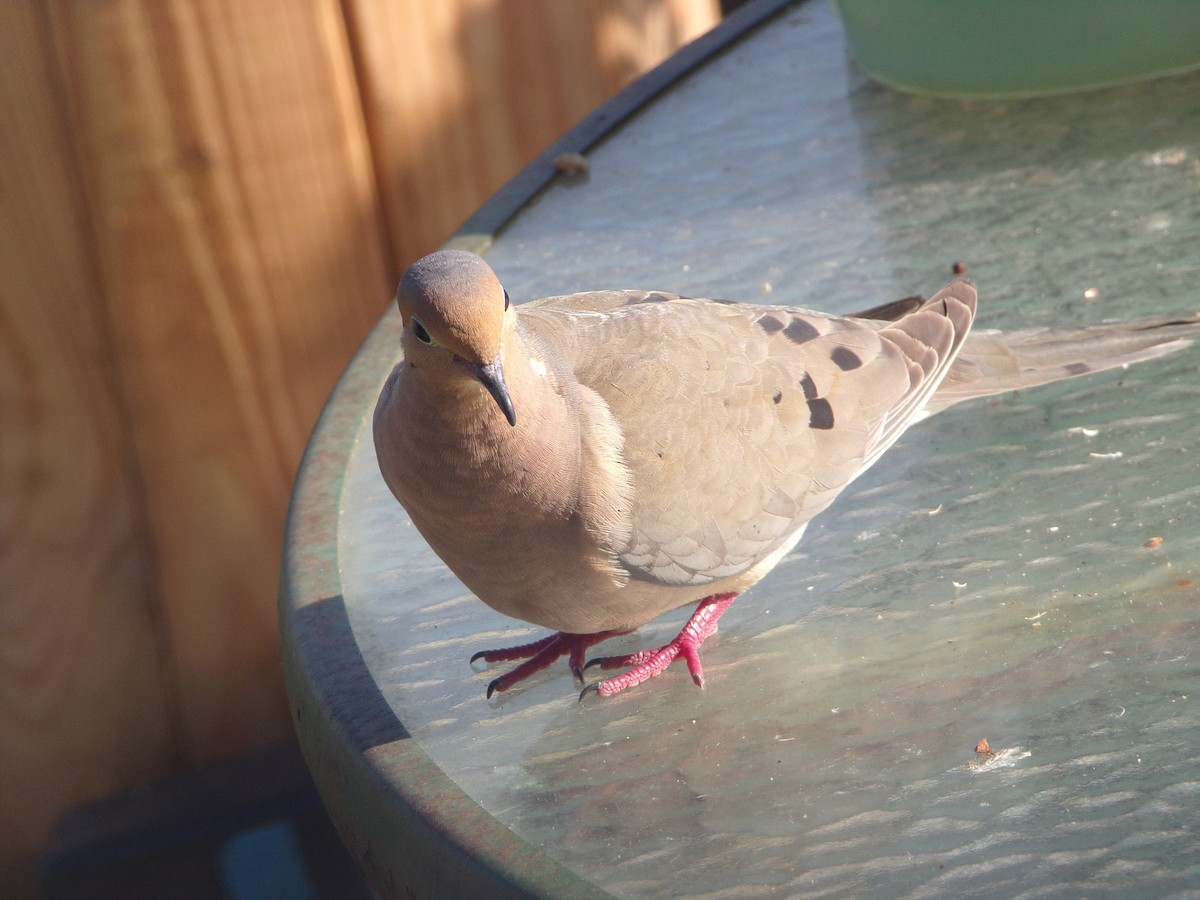 Mourning Dove - Texas Bird Family