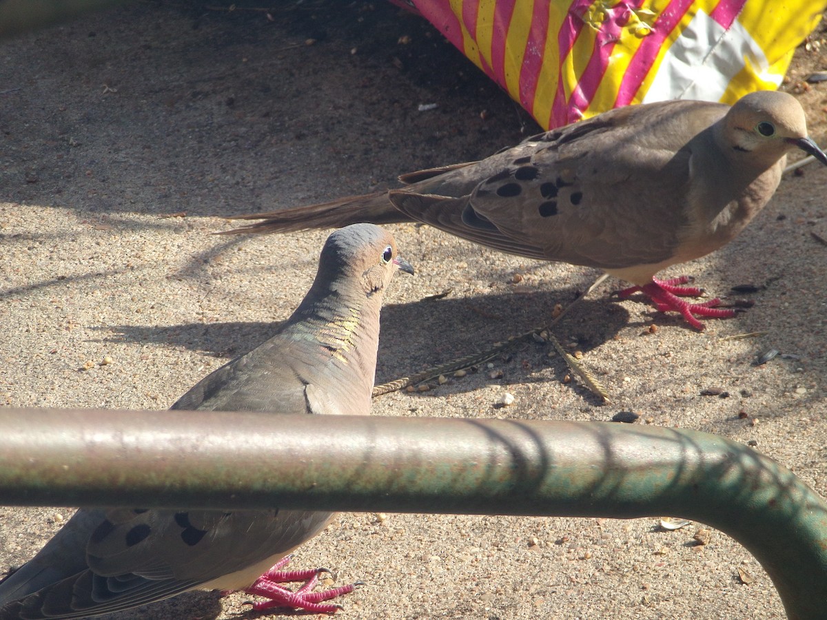 Mourning Dove - ML620896684