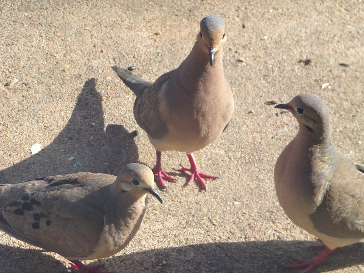 Mourning Dove - ML620896685