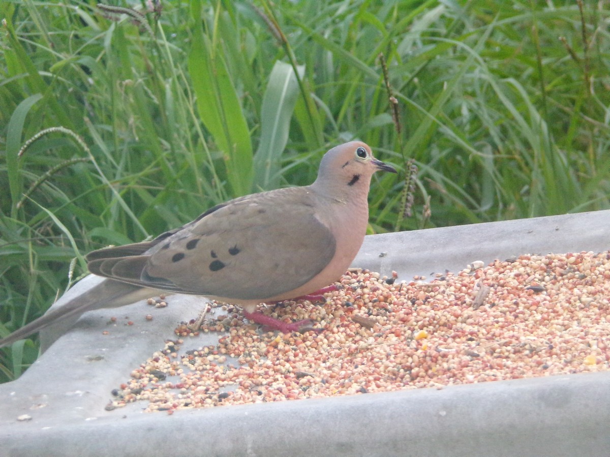 Mourning Dove - ML620896692