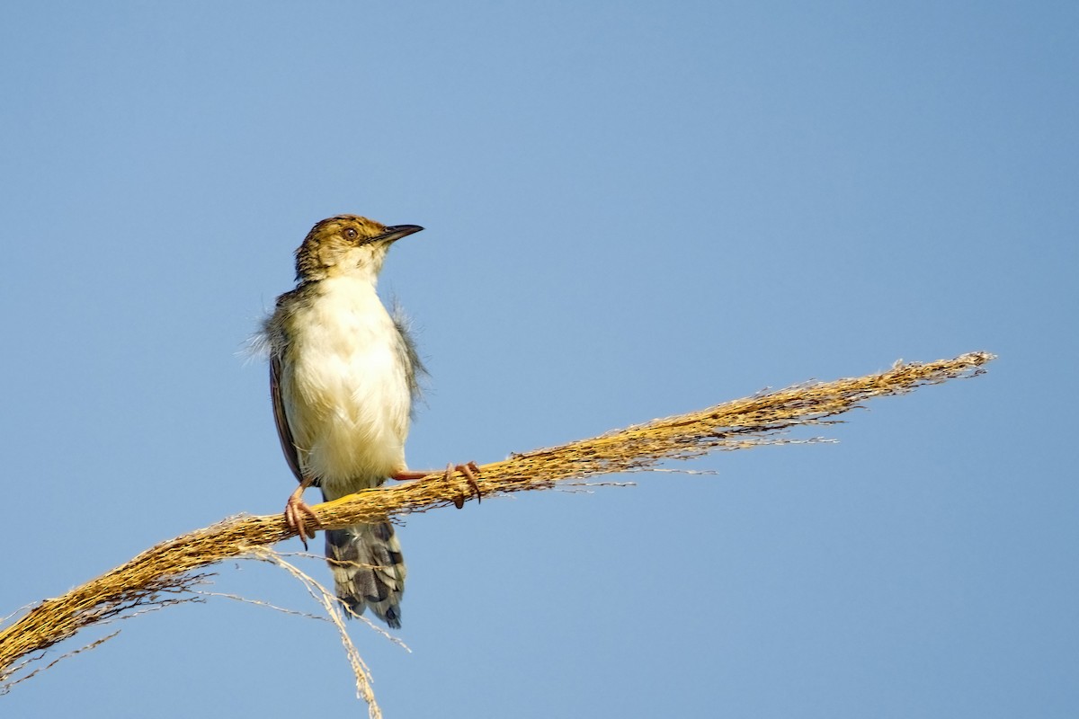 Winding Cisticola - ML620896714