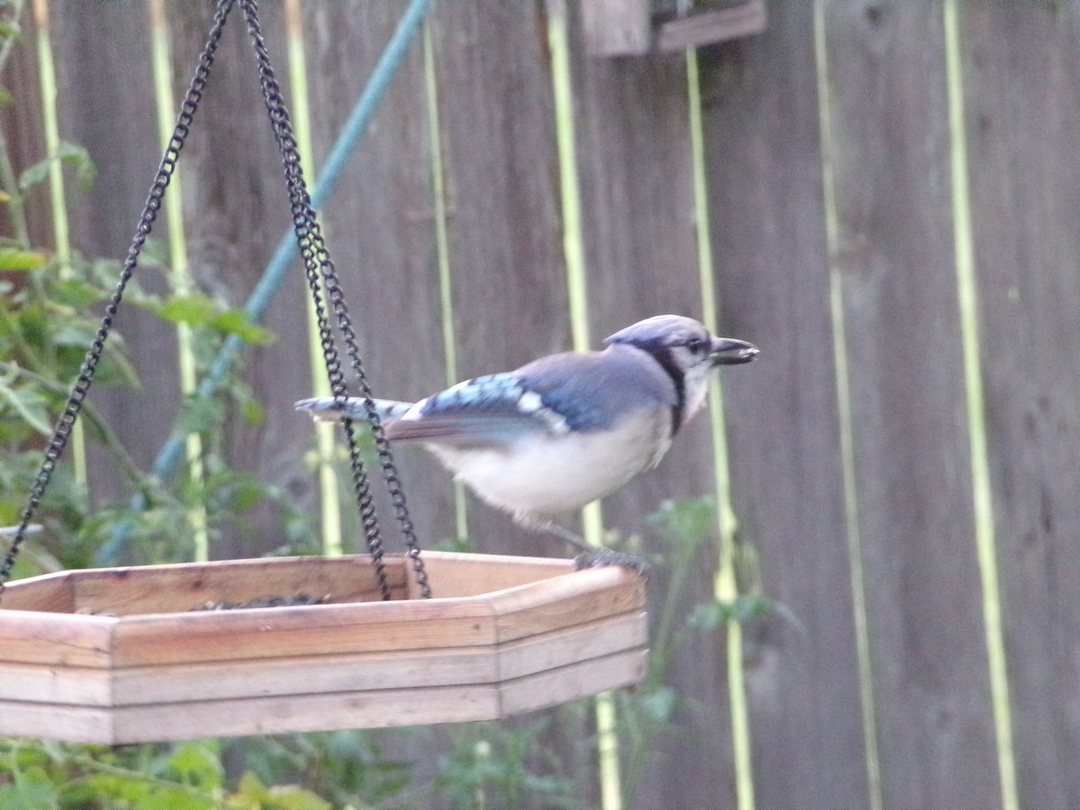 Blue Jay - ML620896715