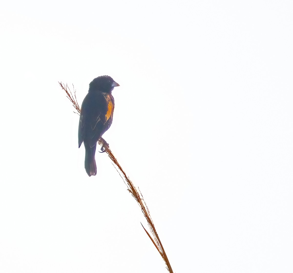 Fan-tailed Widowbird - ML620896720