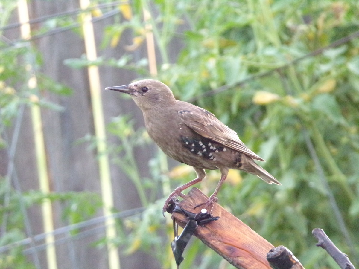 European Starling - ML620896730