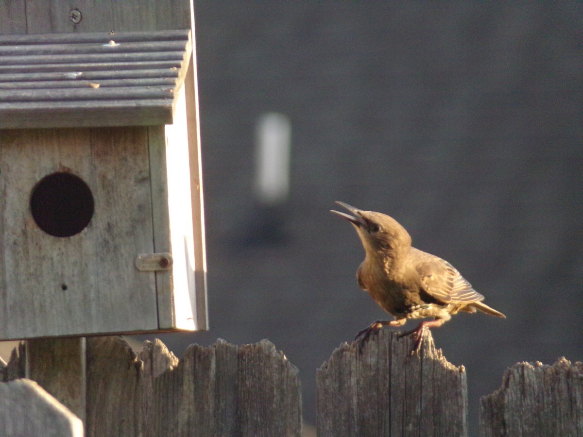 European Starling - ML620896731