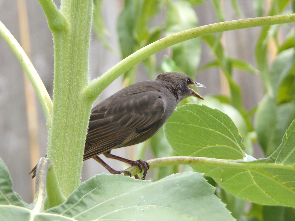 European Starling - ML620896735