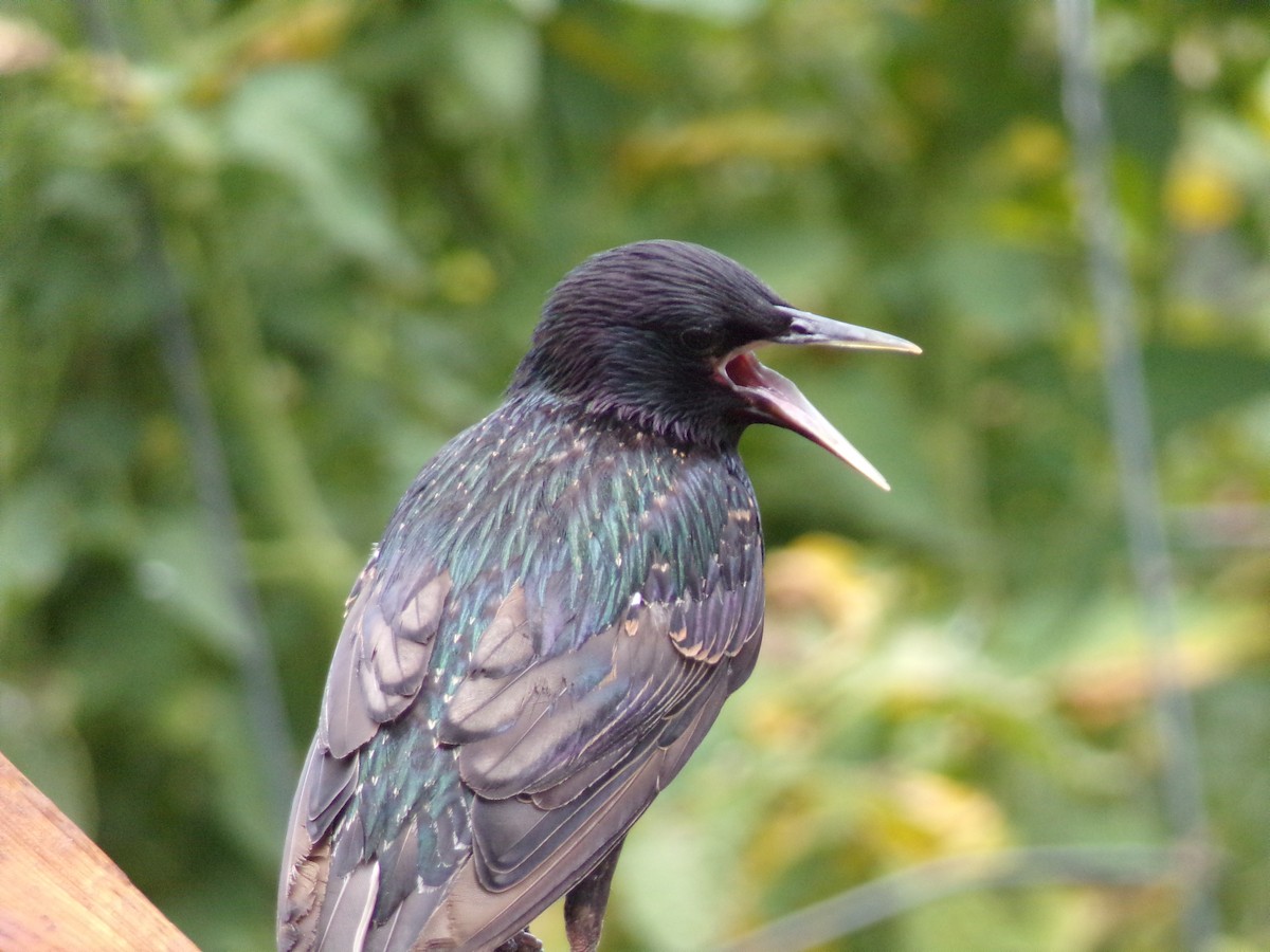 European Starling - ML620896736