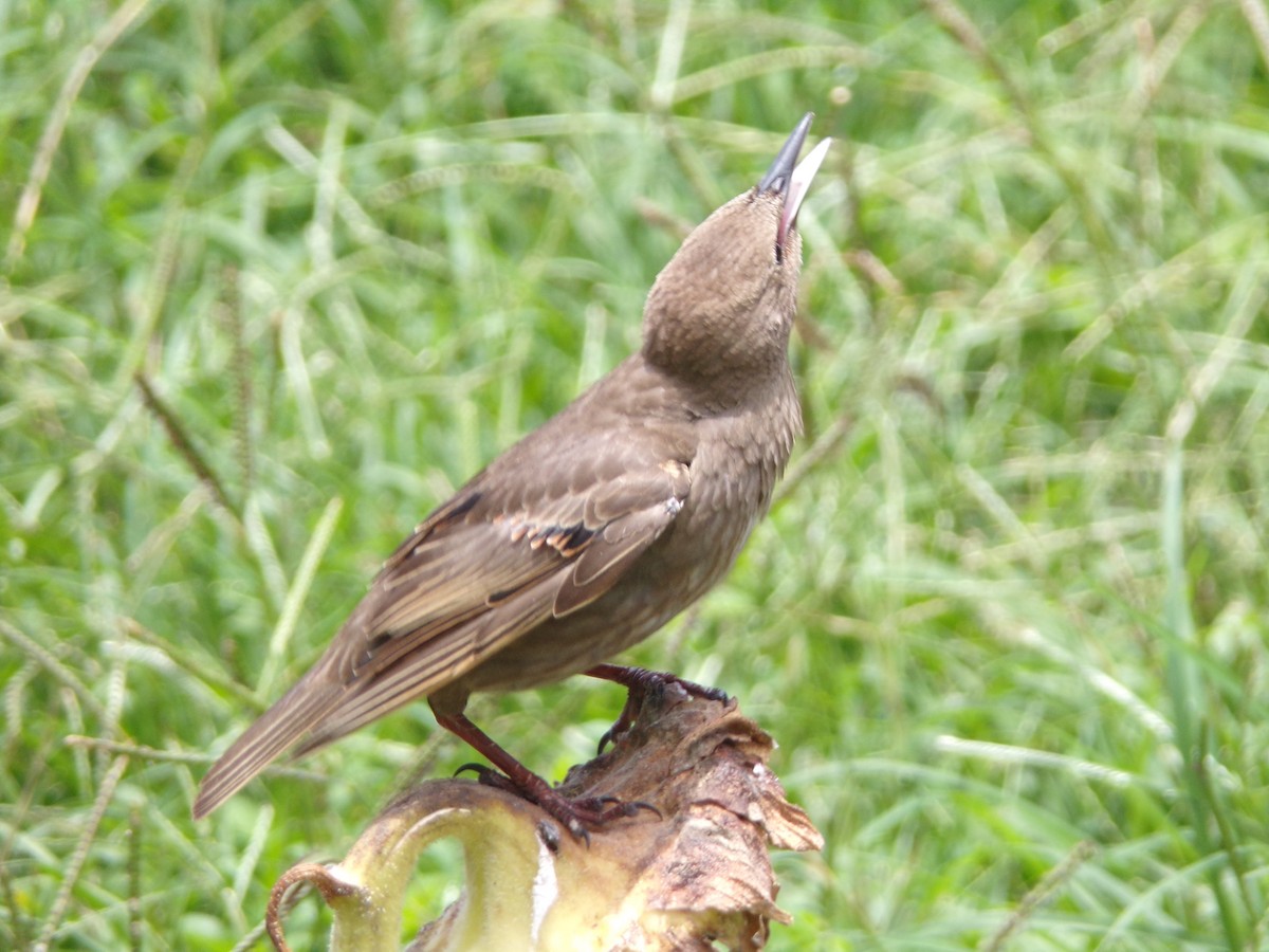 European Starling - ML620896738