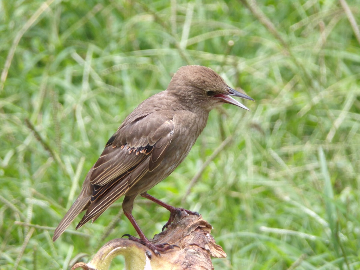 European Starling - ML620896739