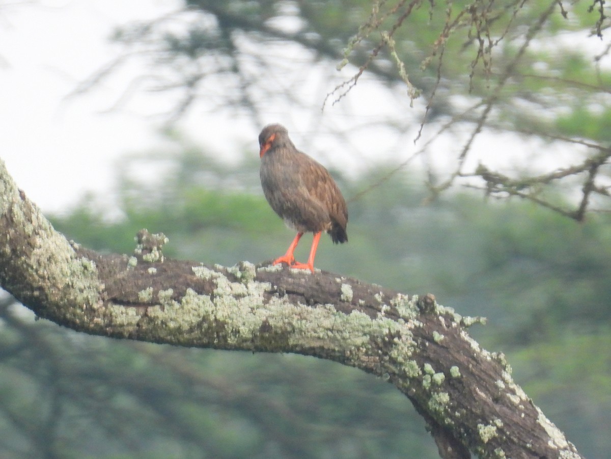 Red-necked Spurfowl - ML620896742