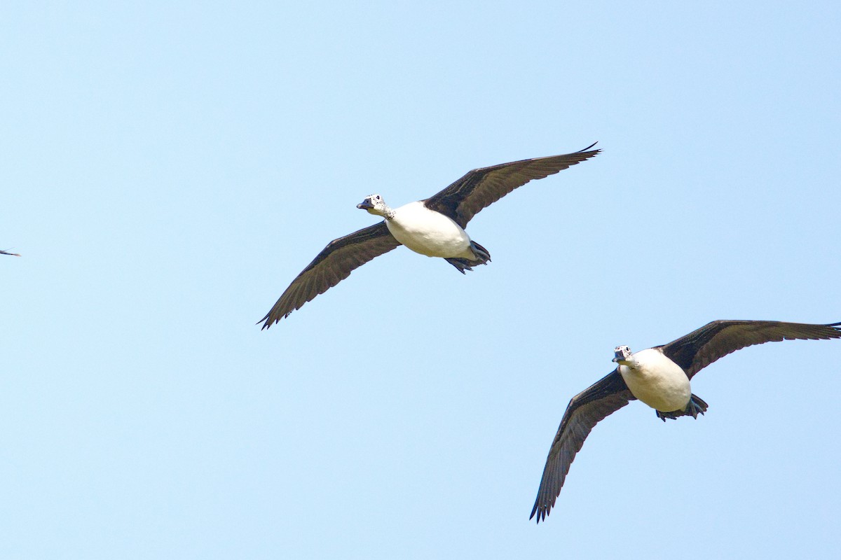 Knob-billed Duck - ML620896743