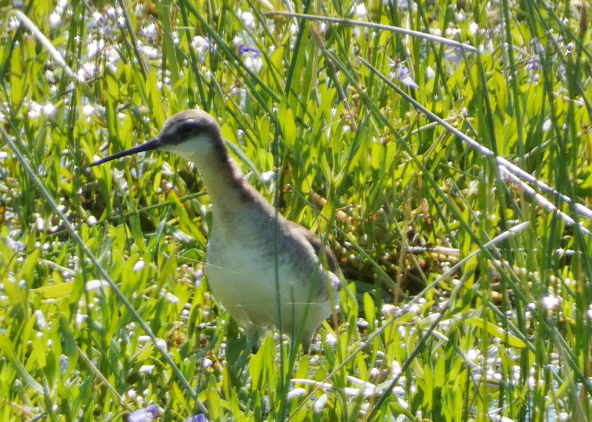 Wilson's Phalarope - ML620896744