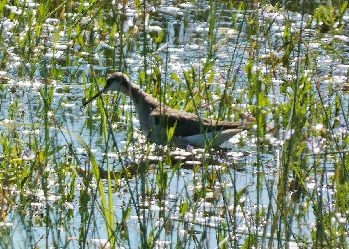 Wilson's Phalarope - ML620896746