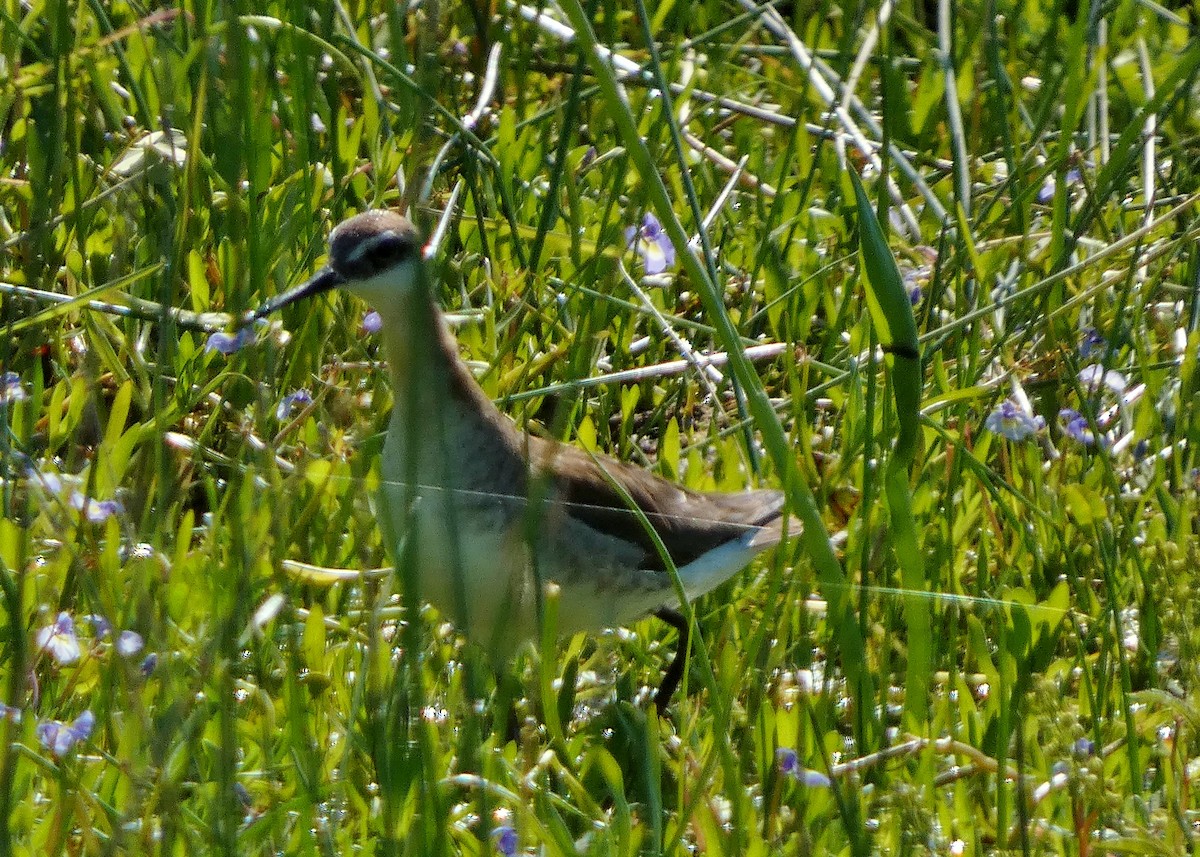 Wilson's Phalarope - ML620896747