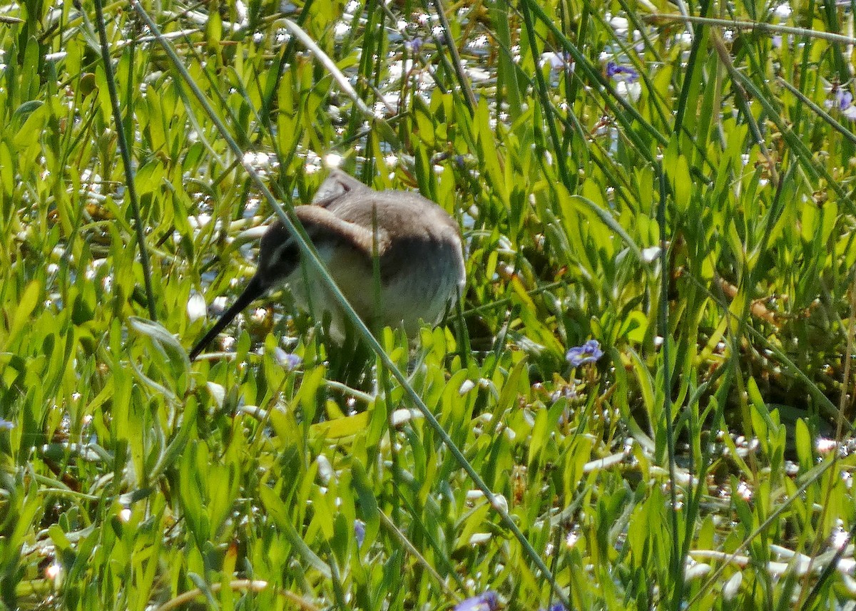 Wilson's Phalarope - ML620896749