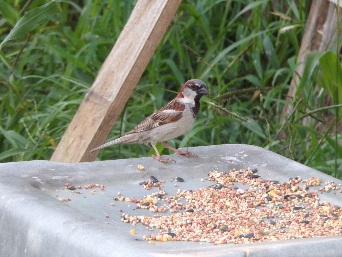 House Sparrow - ML620896752