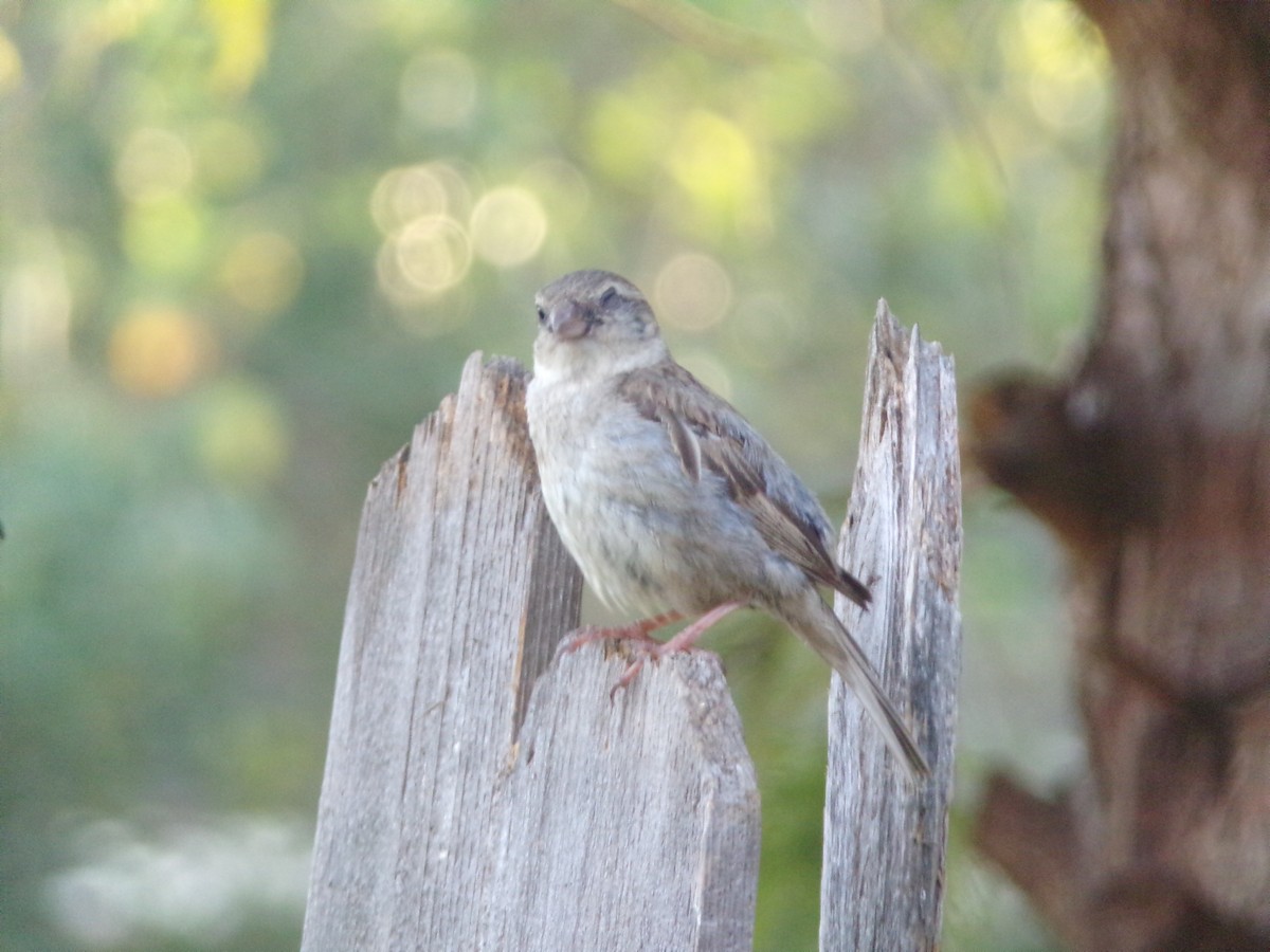 House Sparrow - ML620896756