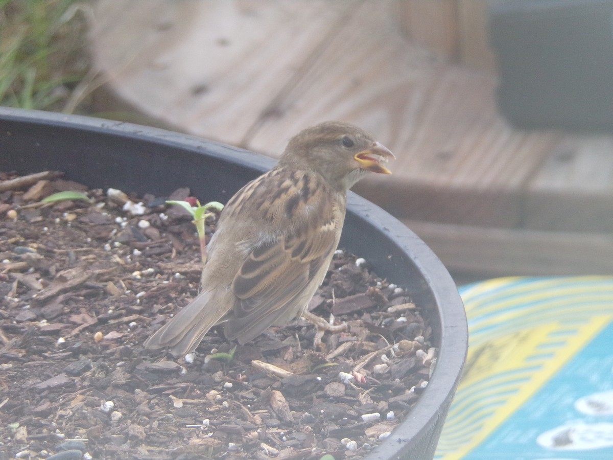 House Sparrow - ML620896759