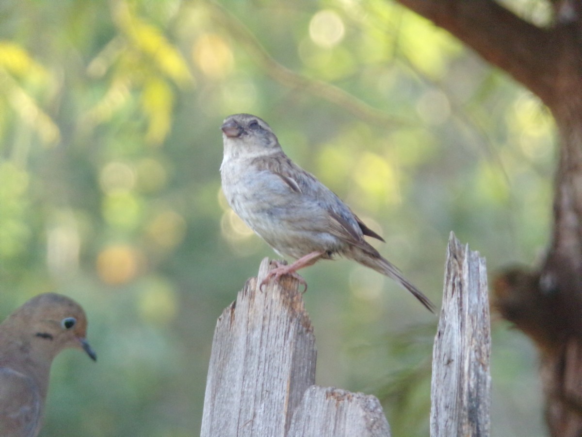 House Sparrow - ML620896760