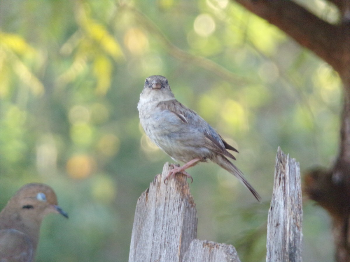 House Sparrow - ML620896761