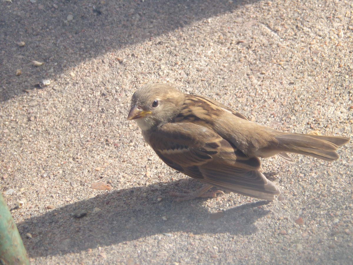 House Sparrow - Texas Bird Family