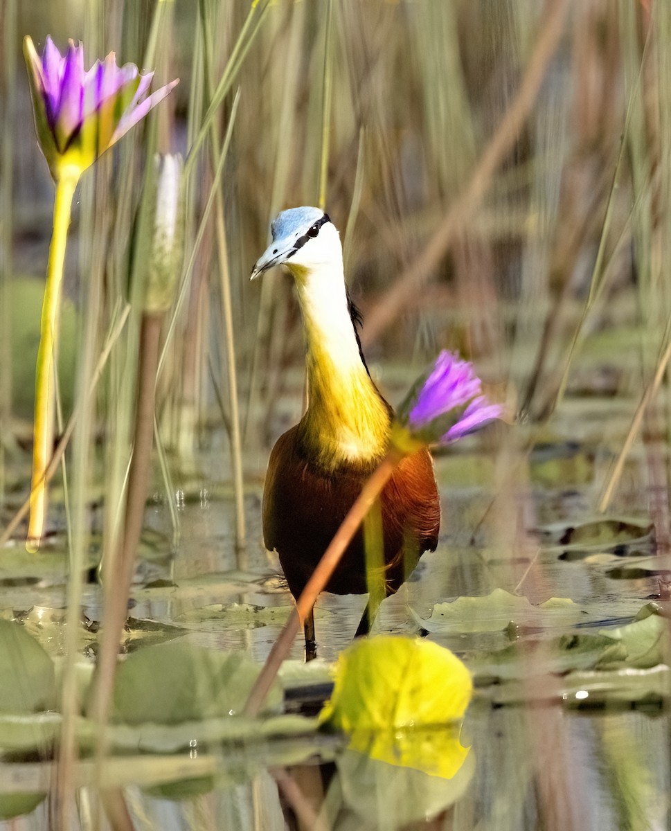 Lesser Jacana - ML620896766