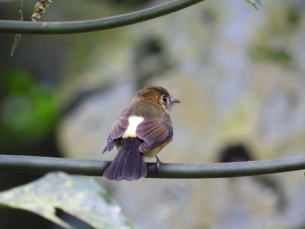 Sulphur-rumped Flycatcher - ML620896773