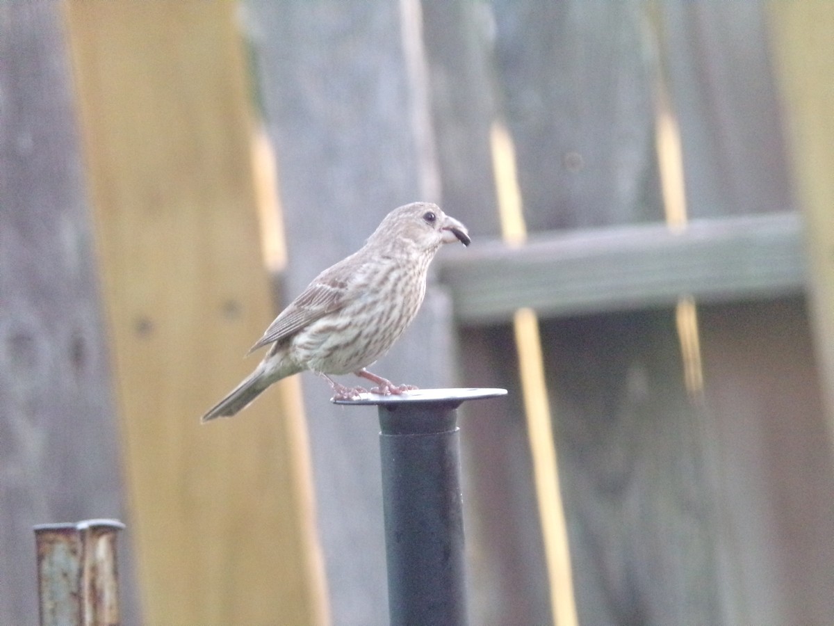 House Finch - ML620896774