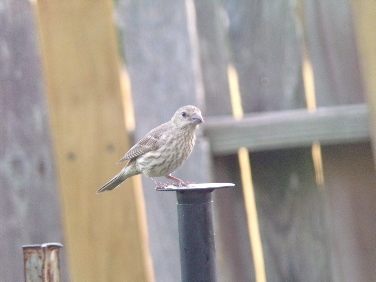 House Finch - ML620896775