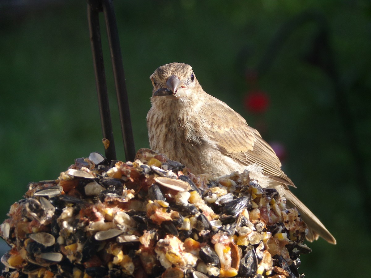 House Finch - ML620896777